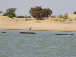 hippos on the Niger River