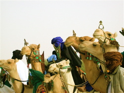 Camels at the Festival in the Desert