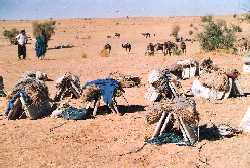 Return from Taoudeni