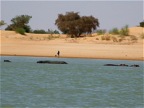 Hippos in the Niger